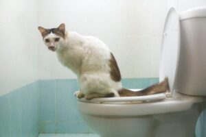 تدريب القطط على استخدام المرحاض