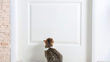 كيف تدرب القطه علي الدخول من الباب؟