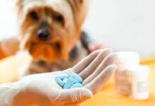 أدوية الحيوانات الأليفة-اشترِ عبر الإنترنت ووفر ليس من الصعب الحصول على أدوية الحيوانات الأليفة في الوقت الحاضر ، ولكن بأي ثمن؟ هناك مجموعة كبيرة ومتنوعة