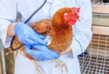 أمراض إنفلونزا الطيور وطرق الوقاية