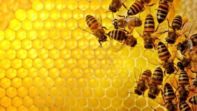 العسل النحل-الذهب السائل وأسرار اختياره واستخدامه