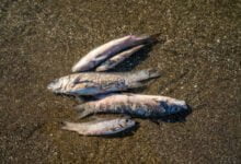مرض قمل الأسماك: العدو الخفي للأسماك الزينة وكيفية التصدي له