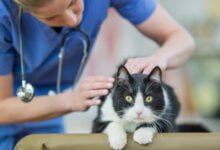 هل براز القطط يسبب أمراض؟