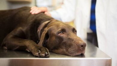 ما هي الامراض التي تصيب الكلاب وطرق العلاج والوقايه منها بالخطوات