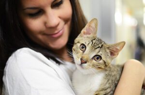 Take Care Of Your New Cat'S Health