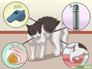 How To Train Your Cat To Behave Properly